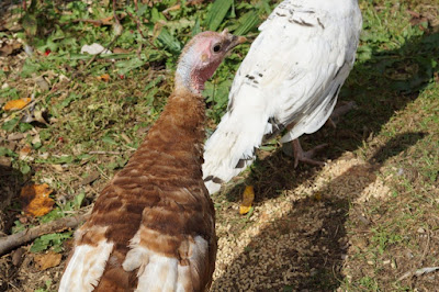 Are bourbon red turkeys domesticated?