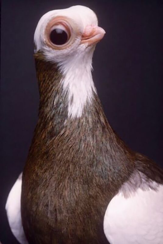 Budapest Short-Billed Turman - Creepy Pigeon