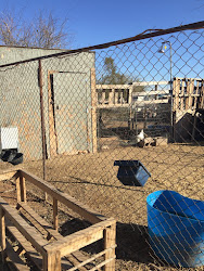 chicken coop loving