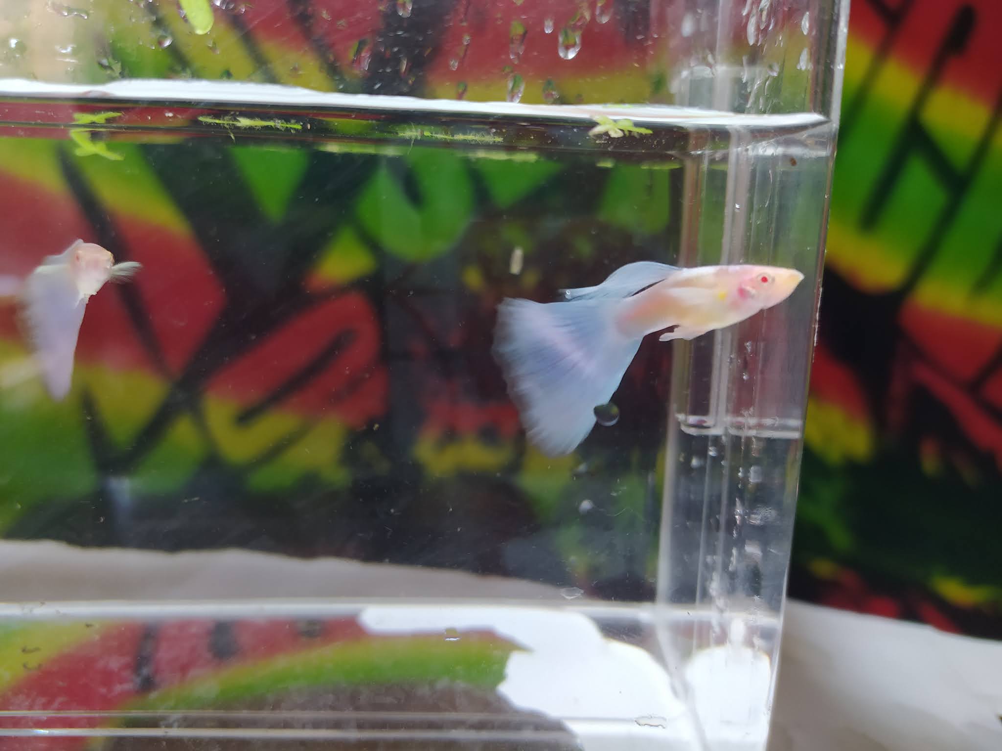 BUDIDAYA IKAN HIAS GUPPY