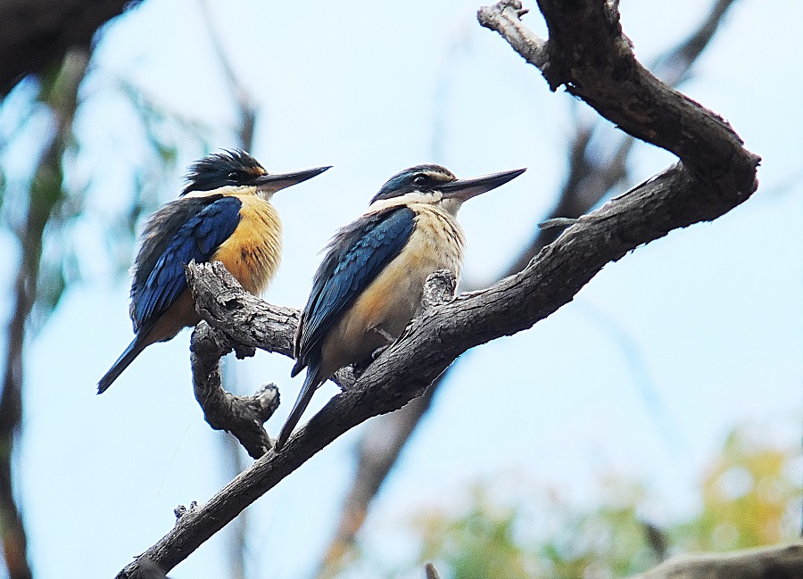 Friends of Drouin's Trees Australian Bird of the Year