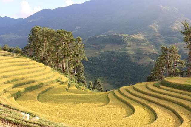 5 Things That Make Northern Vietnam A Suitable Destination For Trekking