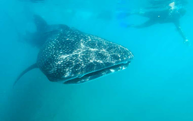 Whale Shark Whale Shark