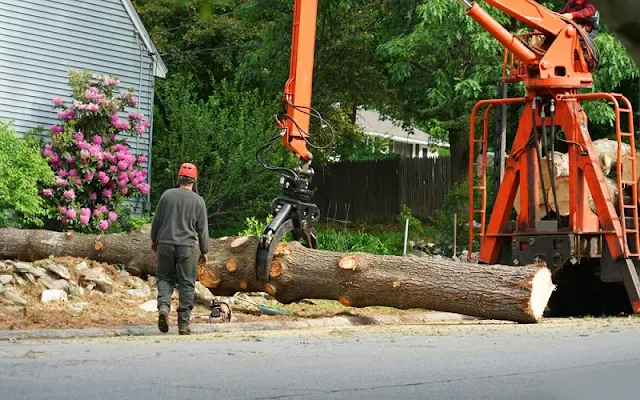 The Best Tree Removal Service For Your Benefits