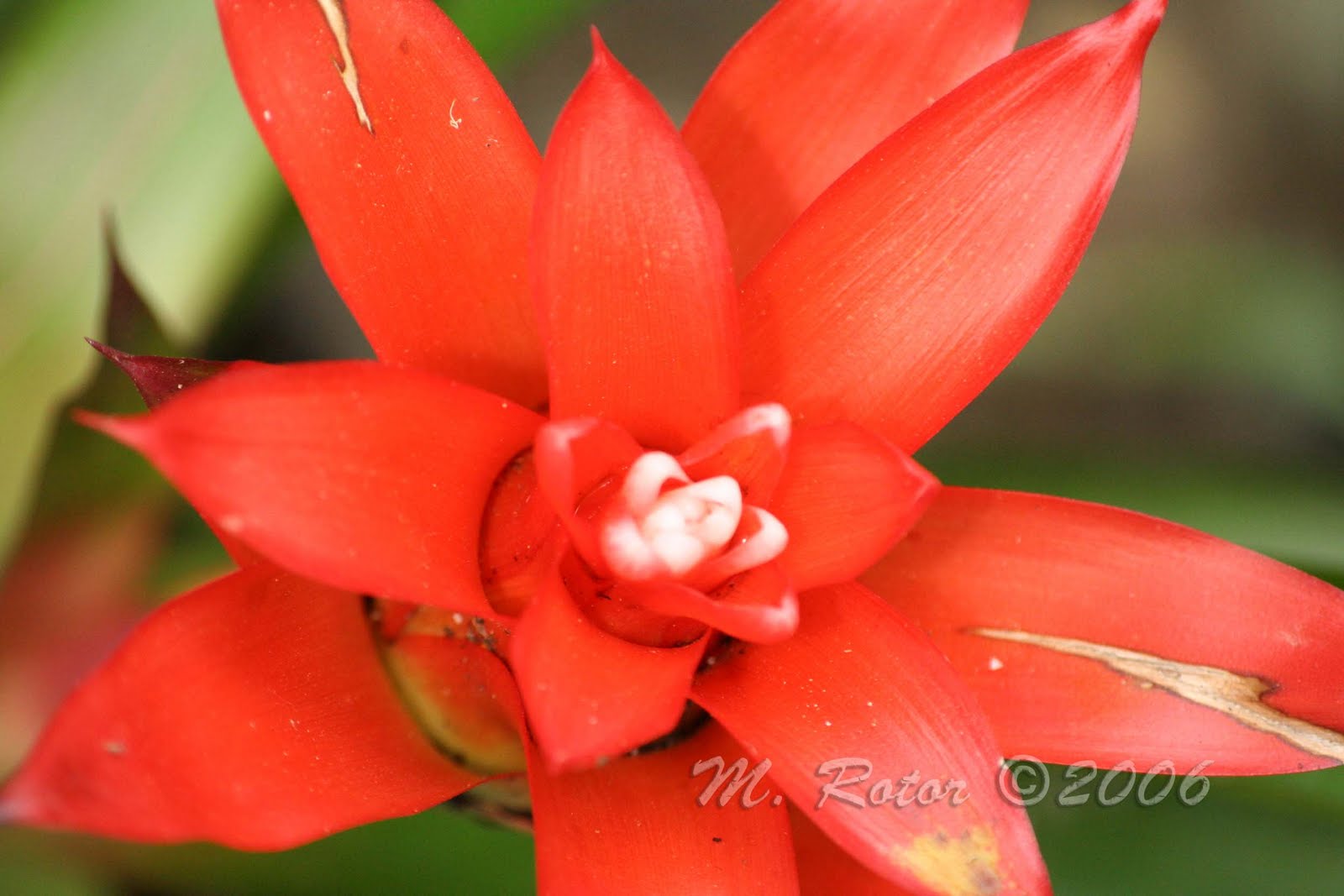 Living with Nature School on Blog by Dr. Abercio V. Rotor Pineapple