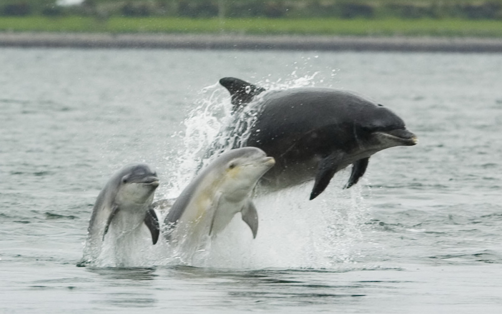 Bottlenose Dolphin | Animal Wildlife