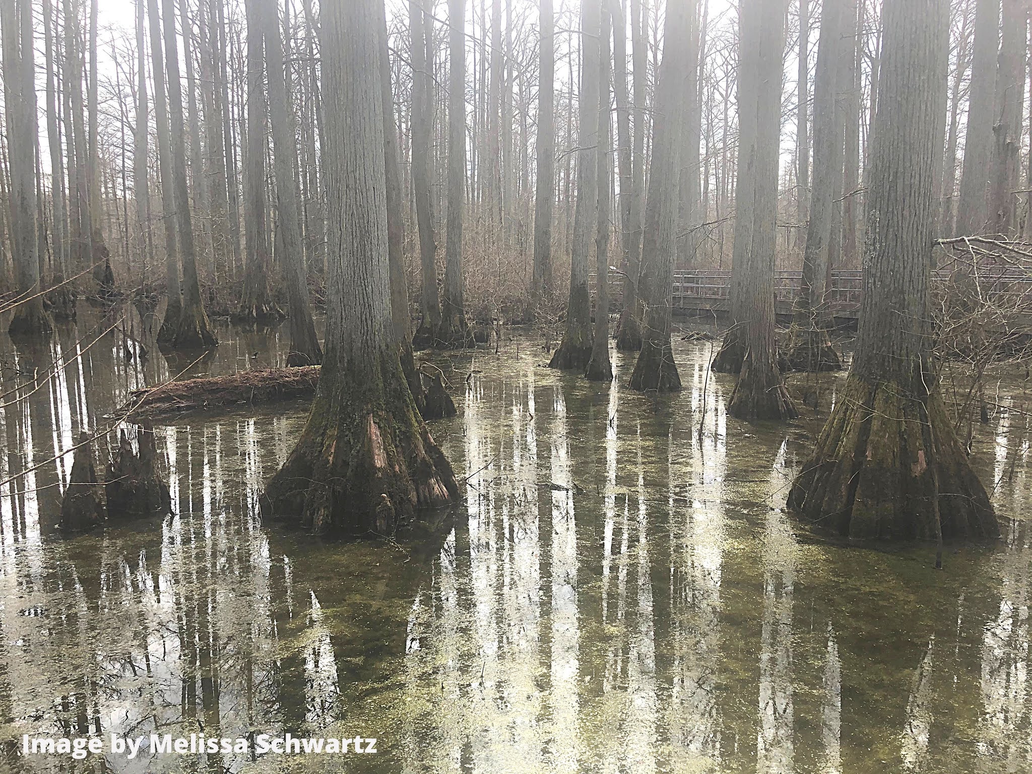 A Little Time and a Keyboard Mysterious Nature Intrigues at Heron Pond Inside Cache River State
