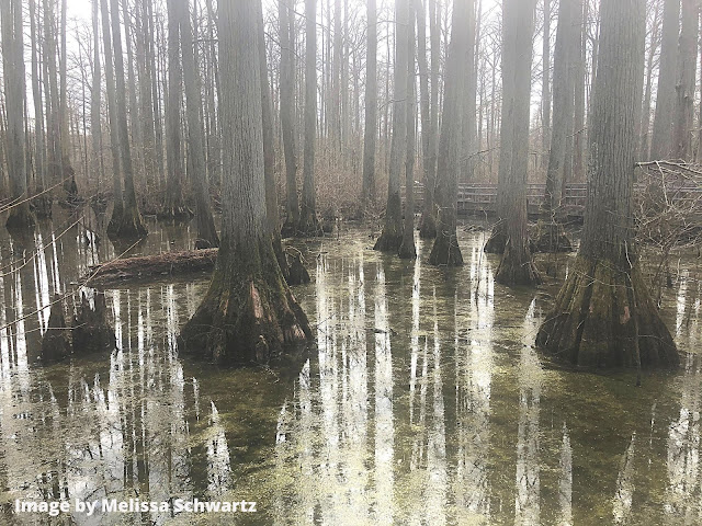 Bald cypress trees and their knees emerging from the swamp paint an ethereal picture  at Cache River State Natural Area in Southern Illinois.