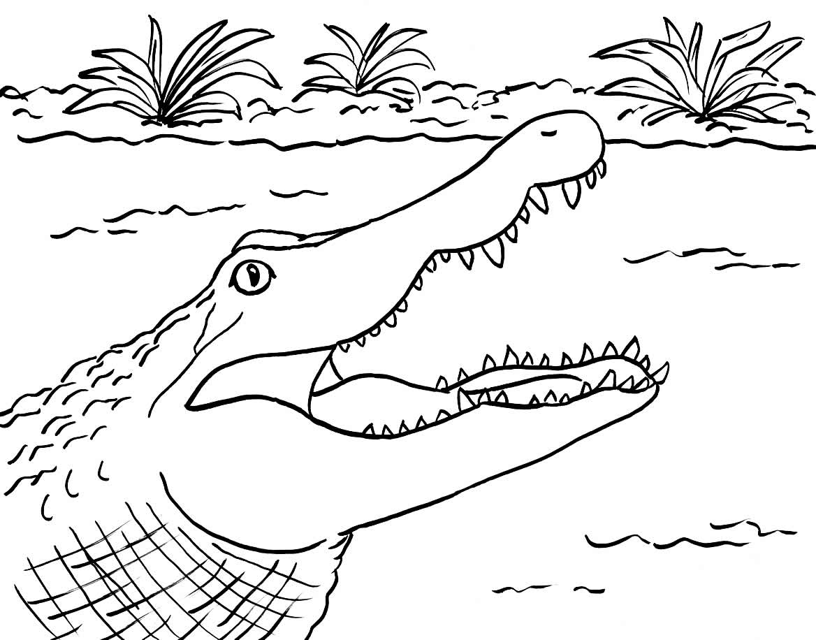 Schöne Dinge Alligator Malvorlagen