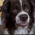 Wacky Pet Dog Flashes Funny Smile For Video Camera