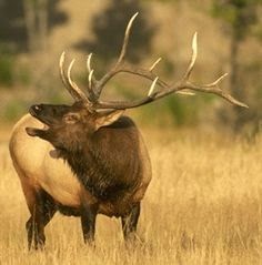 Bull elk