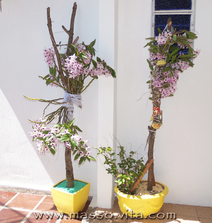 Orquídea Olho de Boneca