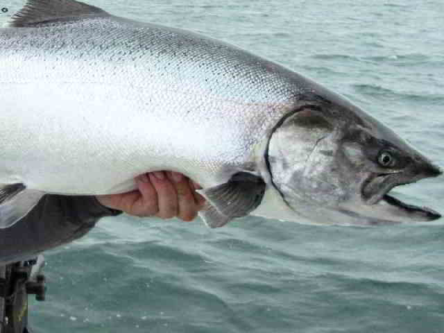 Gambar Ikan Salmon