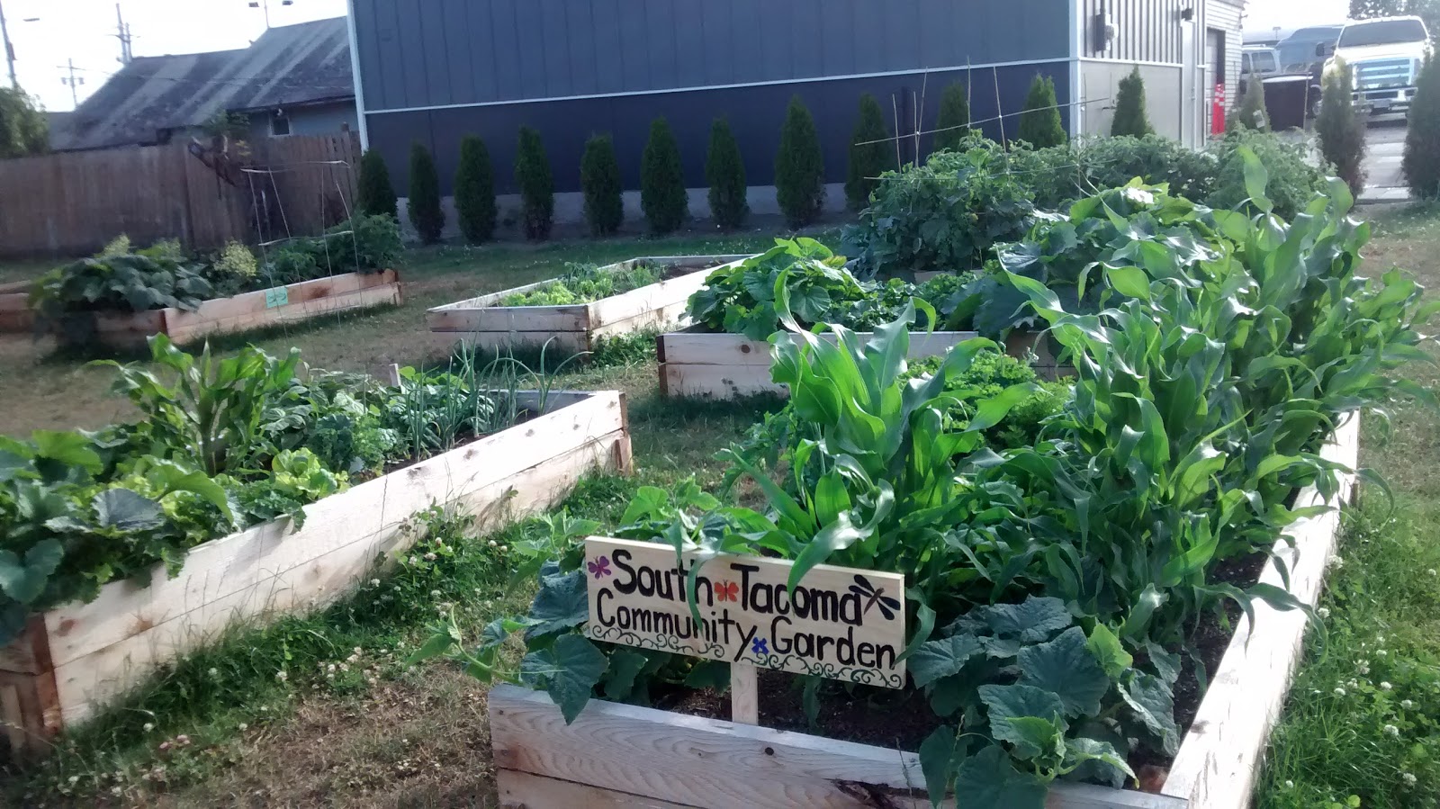 South Tacoma Community Garden: InCredible Community Cookout