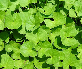 Brahmi-mandukparni (Centella Asiatica) benefits herbal arcade