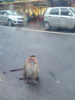 Photo of The Goan Diaries 12/30 by Tanvi Diwane