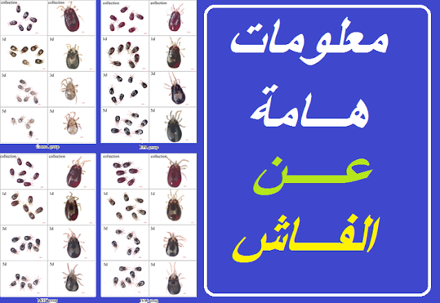 "حشرة الفاش في المنزل" "القضاء على الفاش نهائيا من المنزل" "هل الكلور يقتل الفاش" "حشرة الفاش والانسان" "شكل الفاش الأبيض" "التخلص من الفاش نهائيا من المنزل" "كيف اقضى على الفاش في المنزل" "هل فاش الطيور يعدى الانسان" حشرة الفاش ويكيبيديا " حشرة الفاش الأبيض في المنزل" حشرة الفاش الأبيض" حشرة الفاش" " علاج حشرة الفاش " فاش الطيور حشرة الفاش" حشرة الفاش الابيض 0" حشرة الفاش في المنزل" حشرة الفاش في الطيور" حشرة العلقة" حشرة الجرب" حشرة الحمام" حشرة قمل الحمام" " ما هي حشرة الفاش" حشرة الفاش فى المنزل" حشرة الفاش والانسان" حشرة فاش الحمام" " شكل حشرة الجرب" حشرة الفاش فاش الحمام" حشرة البغبش" حشرة الفاش الأسود" حشرة القميلة" شكل حشرة الفاش" كيفية التخلص من حشرة الفاش فى المنزل" شكل حشرة فاش الطيور" فاش شكل حشرة الفاش" الارنب حشرة" أضرار حشرة السوس" هل الخل يقتل الفاش التخلص من الفاش نهائيا القضاء على الفاش من المنزل القضاء على الفاش نهائيا من المنزل علاج الفاش بالحلبه علاج الفاش عند الانسان علاج الفاش بالثوم هل الفاش ينتقل للانسان حشرة الفاش في المنزل القضاء على الفاش نهائيا من المنزل الفاش الابيض هل الكلور يقتل الفاش شكل الفاش الأبيض كيف اقضى على الفاش في المنزل التخلص من الفاش نهائيا من المنزل علاج قرص الفاش للانسان "حشرة الفاش في المنزل" "القضاء على الفاش نهائيا من المنزل" "هل الكلور يقتل الفاش" "حشرة الفاش والانسان" "شكل الفاش الأبيض" "التخلص من الفاش نهائيا من المنزل" "كيف اقضى على الفاش في المنزل" "هل فاش الطيور يعدى الانسان" حشرة الفاش ويكيبيديا " حشرة الفاش الأبيض في المنزل" حشرة الفاش الأبيض" حشرة الفاش" " علاج حشرة الفاش " فاش الطيور حشرة الفاش" حشرة الفاش الابيض 0" حشرة الفاش في المنزل" حشرة الفاش في الطيور" حشرة العلقة" حشرة الجرب" حشرة الحمام" حشرة قمل الحمام" " ما هي حشرة الفاش" حشرة الفاش فى المنزل" حشرة الفاش والانسان" حشرة فاش الحمام" " شكل حشرة الجرب" حشرة الفاش فاش الحمام" حشرة البغبش" حشرة الفاش الأسود" حشرة القميلة" شكل حشرة الفاش" كيفية التخلص من حشرة الفاش فى المنزل" شكل حشرة فاش الطيور" فاش شكل حشرة الفاش" الارنب حشرة" أضرار حشرة السوس" هل الخل يقتل الفاش التخلص من الفاش نهائيا القضاء على الفاش من المنزل القضاء على الفاش نهائيا من المنزل علاج الفاش بالحلبه علاج الفاش عند الانسان علاج الفاش بالثوم هل الفاش ينتقل للانسان حشرة الفاش في المنزل القضاء على الفاش نهائيا من المنزل الفاش الابيض هل الكلور يقتل الفاش شكل الفاش الأبيض كيف اقضى على الفاش في المنزل التخلص من الفاش نهائيا من المنزل علاج قرص الفاش للانسان
