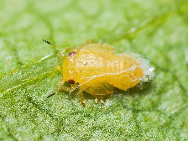 明石・神戸の虫 ときどきプランクトン2 ヒゲクロキジラミ・幼虫と成虫