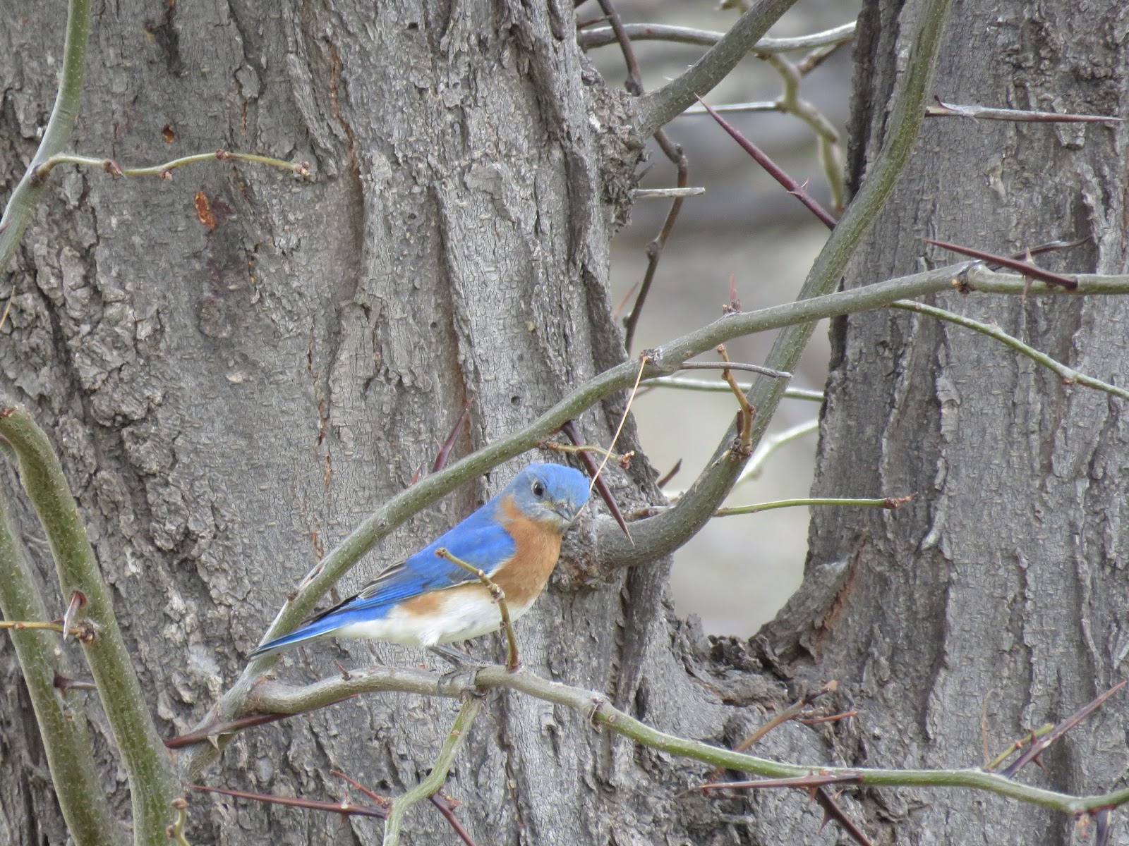 Dora's Way Greetings from Big Bend National Park!