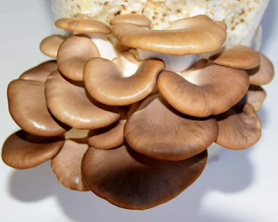 Oyster Mushroom Buyers & Importers