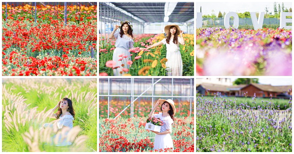 彰化田尾董家花田康乃馨、非洲菊、洋桔梗、狼尾草等各色花海好好拍 彰化田尾,康乃馨花海,非洲菊,洋桔梗,狼尾草,花卉之鄉,薰衣草步道,彰化,田尾,董家花田,康乃馨,薰衣草,太陽花,菊花