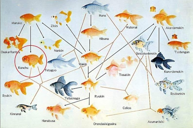 Beberapa jenis Ikan Mas (Karper)