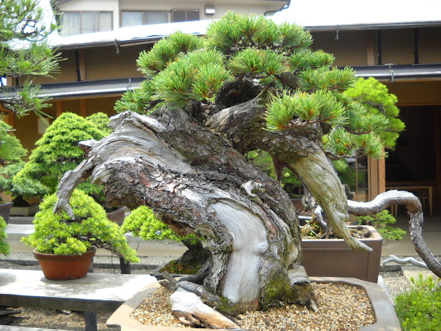 daily glimpses of japan bonsai
