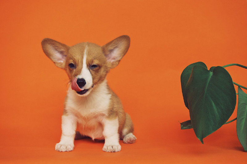 How to prepare for a new kitten or puppy How to prepare for a new kitten or puppy