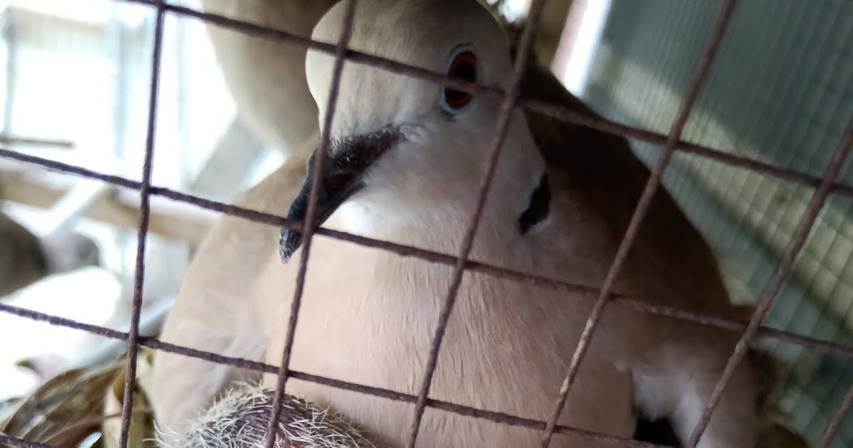 Jenis-jenis burung puter yang populer di indonesia - Ra.INDaH BLOG