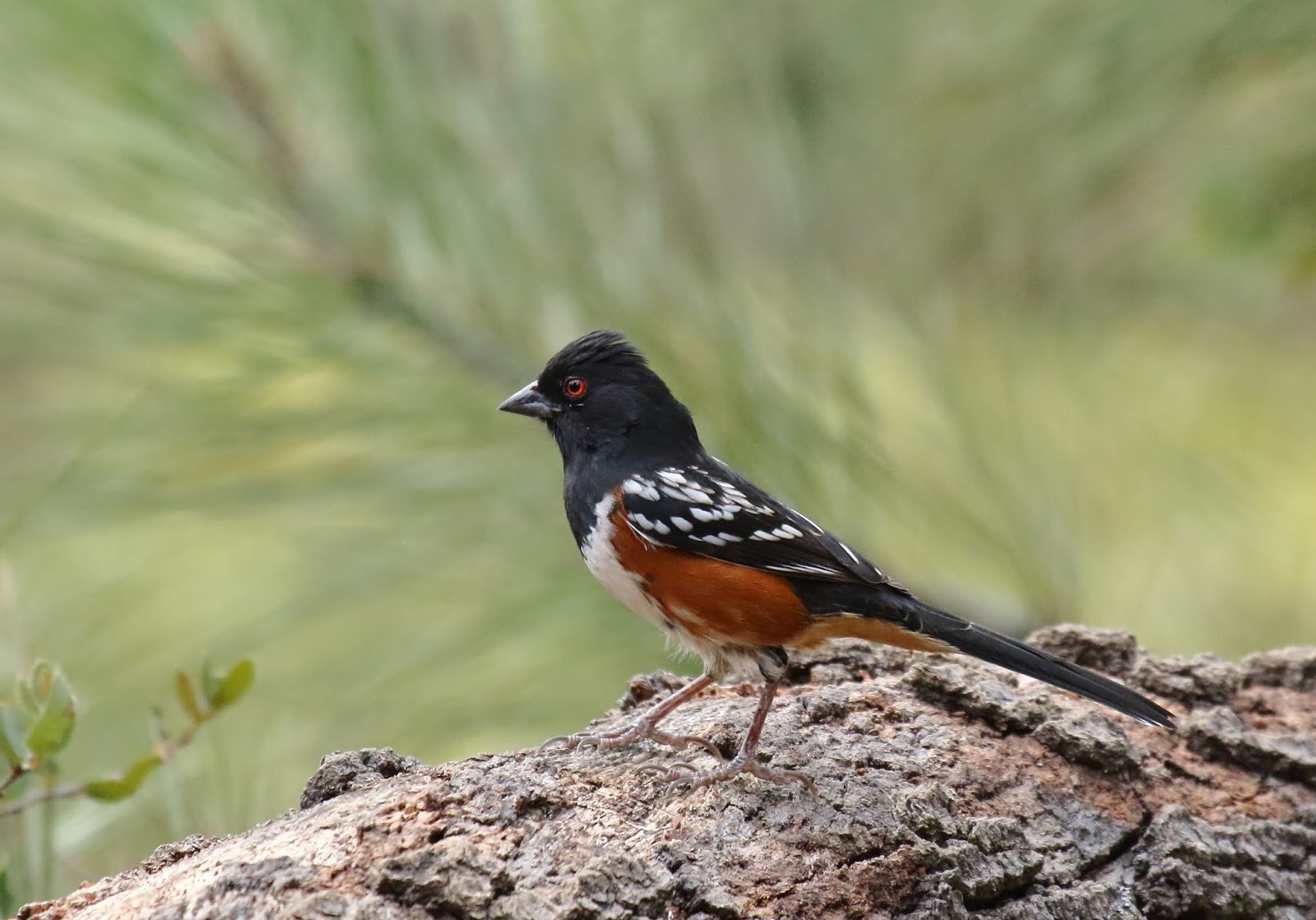 A final 10 common backyard birds in San Diego Greg in San Diego