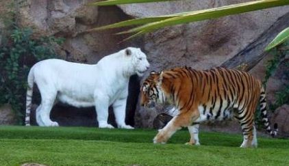 SAKOLANIZER: Materi genetik dan 25 Kelainan Genetik Pada Manusia