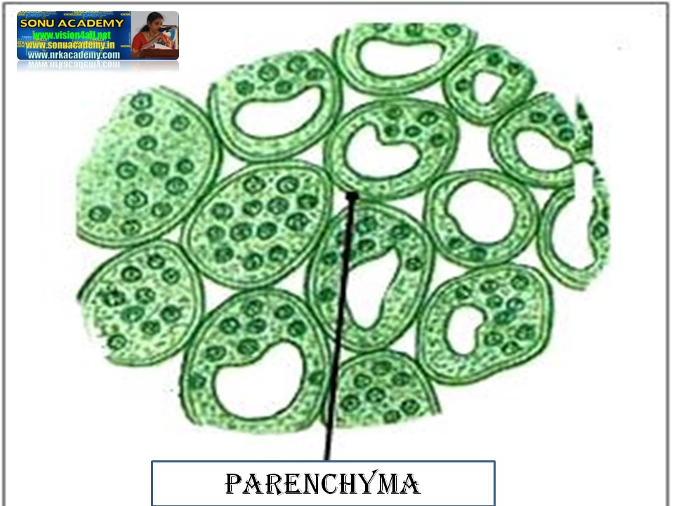 SONU ACADEMY PLANT TISSUETEXT