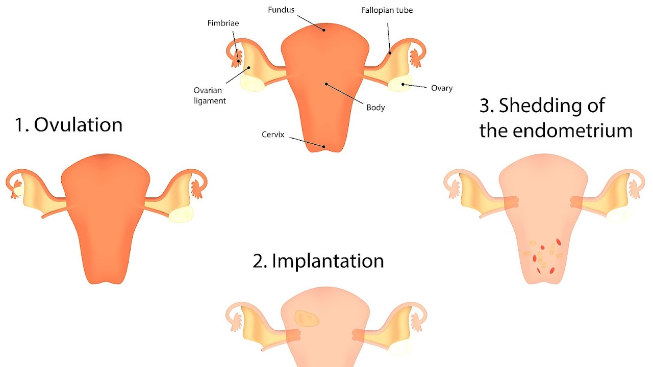 Heavy Cramping During Period Heavy Choices