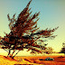 How Does Wind Shape The Land