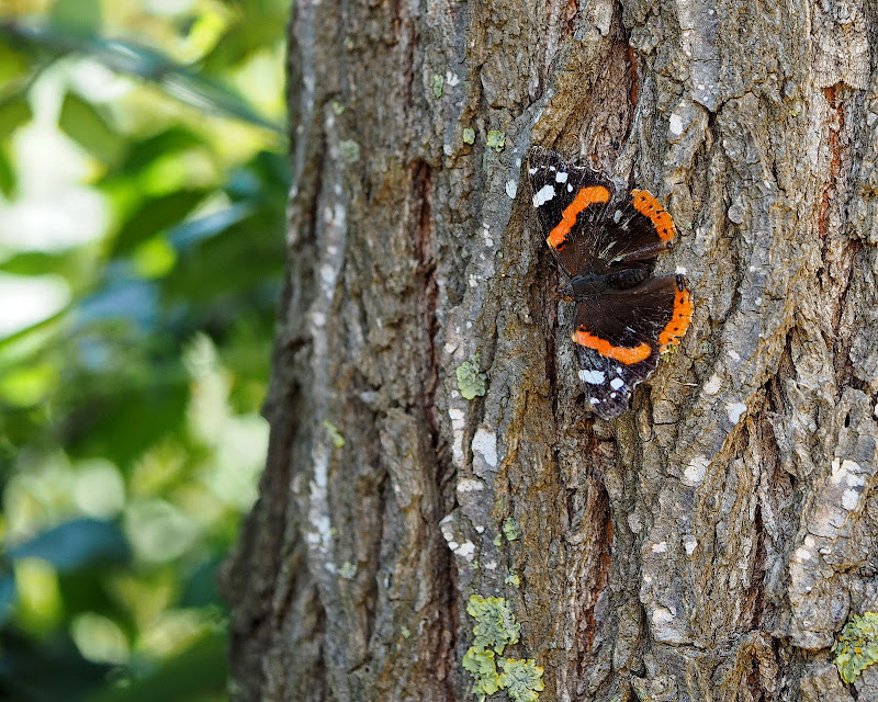 Olympus OMD EM1 + M.Zuiko 60 Macro a 60 (120) mm • ISO 200 • 1/320 • f/2,8