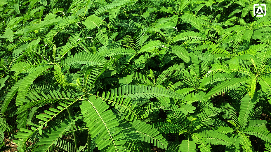 Green Manuring green-manuring