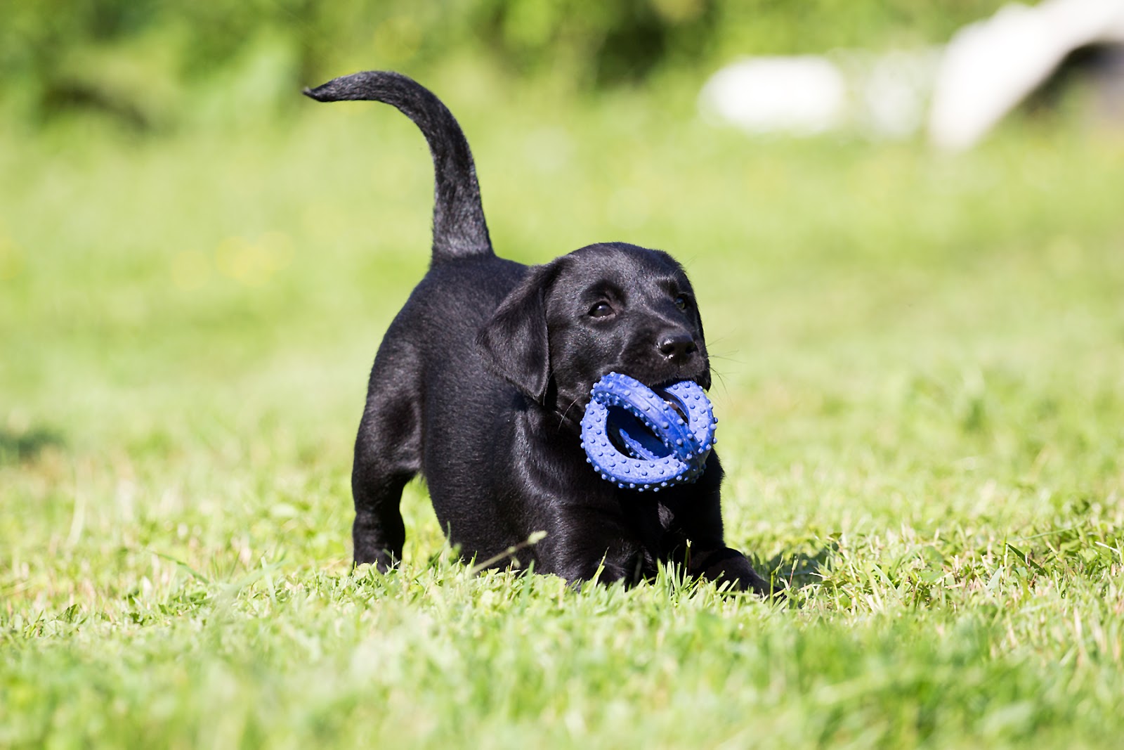 bayrisch kleiner hund