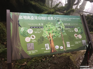 Yilan Cilan|Makauy Ecological Park's Divine Trees Garden-Asia's largest ancient woodland area of Taiwan Cypress.