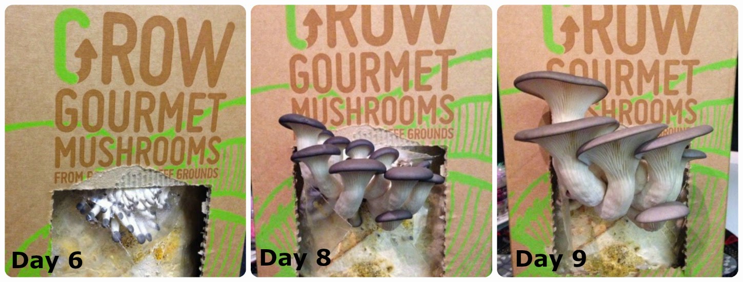 GroCycle use waste coffee grounds to grow delicious gourmet oyster mushrooms and now with one of their kits you can enjoy fresh mushrooms in your own kitchen