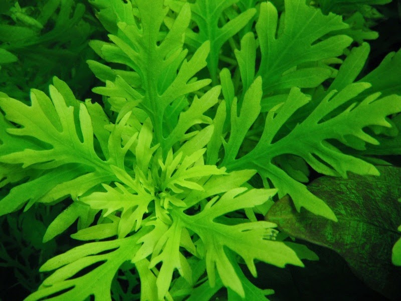 JOE'S AQUAWORLD FOR EXOTIC FISHES MUMBAI INDIA 9833898901 live