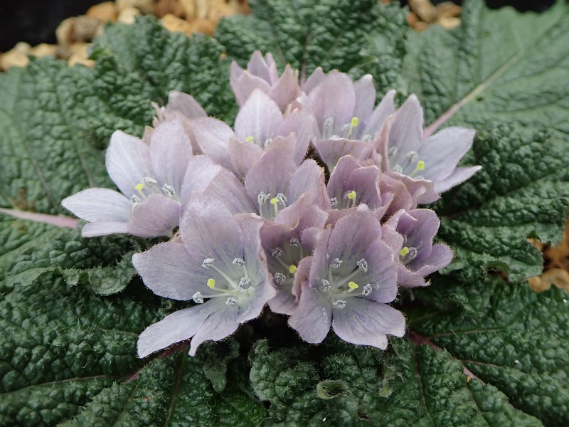 広島市植物公園ブログ 伝説の毒草 マンドレイク開花中です