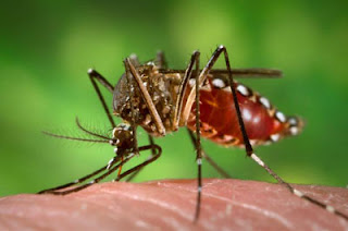 chống muỗi phòng sốt xuất huyết, zika