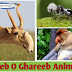 Ajeeb O Ghareeb Janwar -  Mysterious Animals In the World - Urdu Hindi
