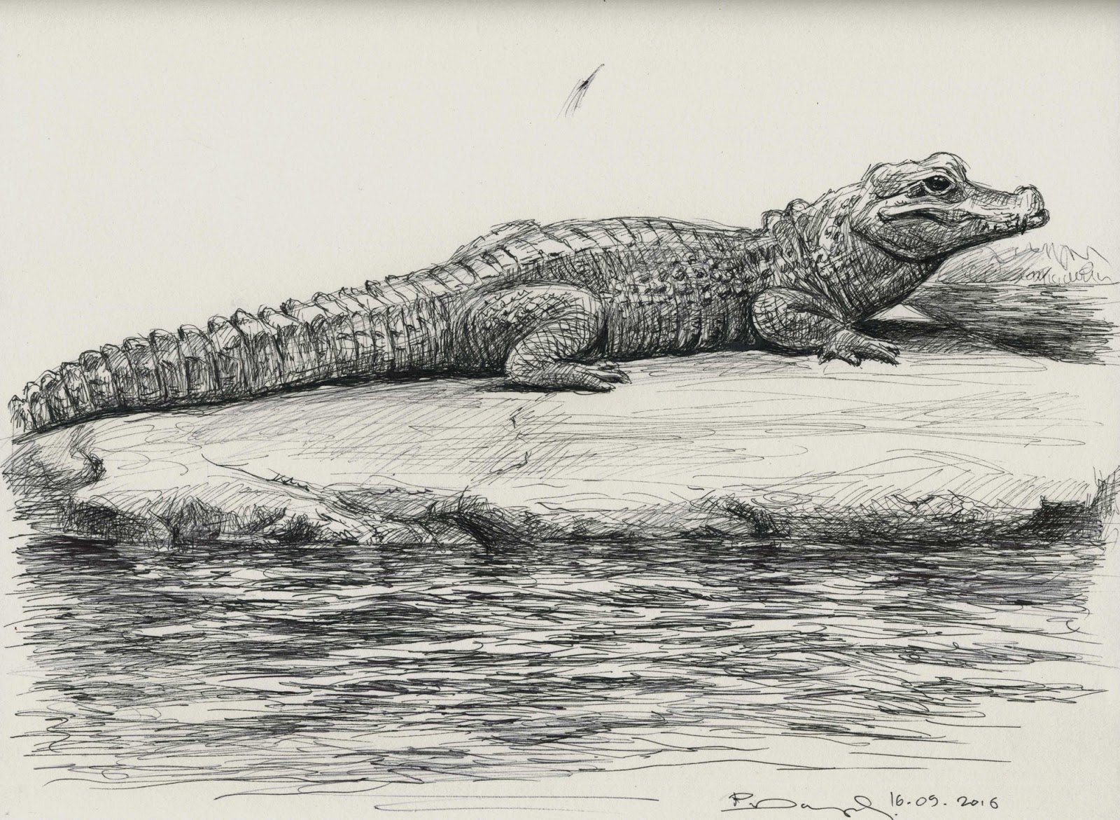 Wildlifeart-Life studies: Dwarf crocodile & Indian elephant studies