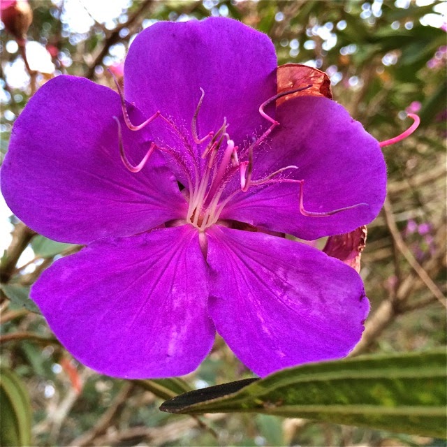 Rustnstuff Flowers of last Wednesday's walk