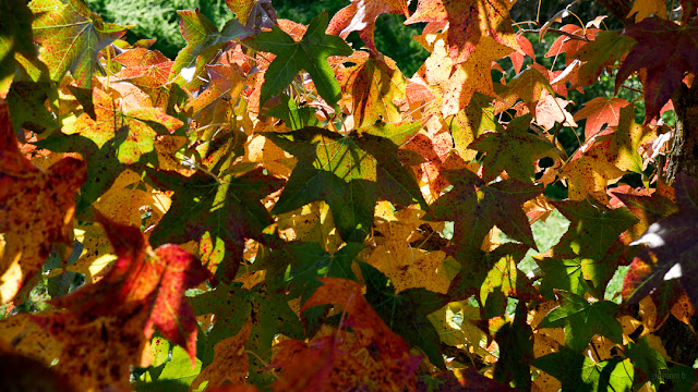 Foglie colorate in autunno. Fotografia di Giovanni Battisti