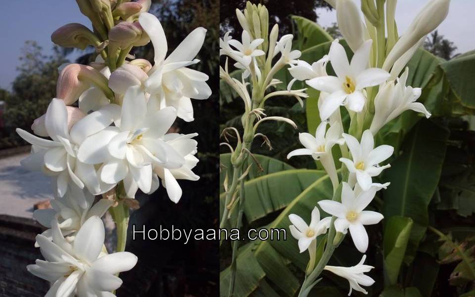 HOBBYAANA TUBEROSE BULBS tuberosa the pearl polianthes