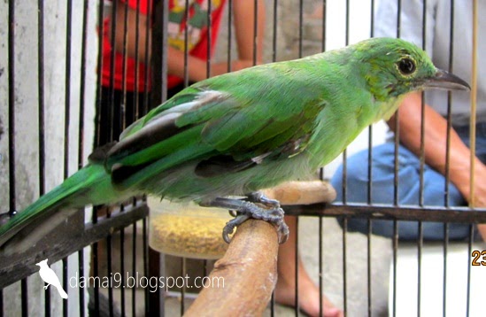 DIJUAL CUCAK IJO BODY BESAR, JINAK, GACOR, BISA BARTER