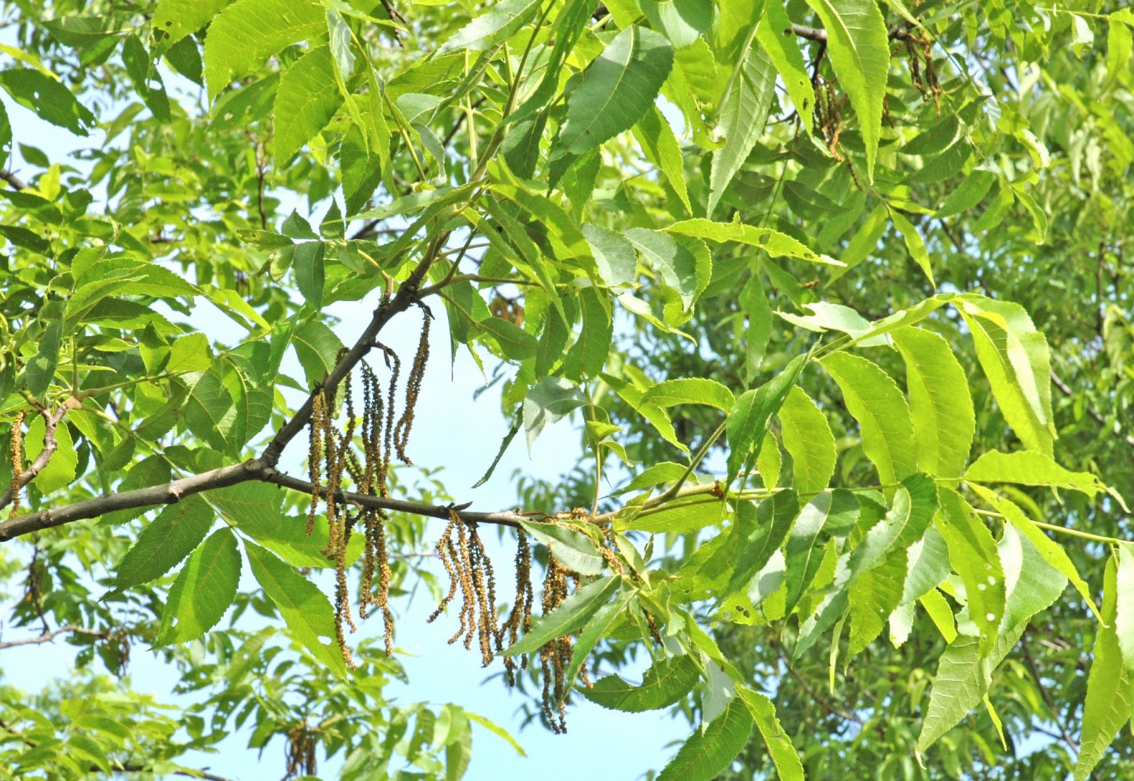 Northern Pecans Last of the catkins falling