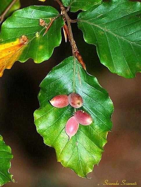 Cecidonia del faggio